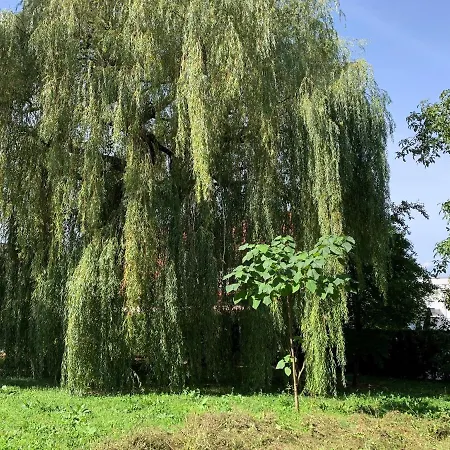 F80-die Feine Ferienwohnung Lejlighed Regensburg